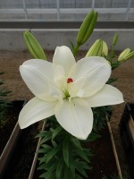 [5010 Annemarie s Dream No02.JPG]